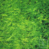 Grass Napkin - Image 2
